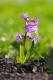 Hyacinthus 'Purple Star'