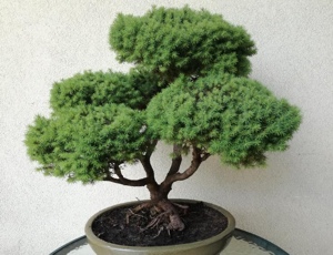Wystawa bonsai